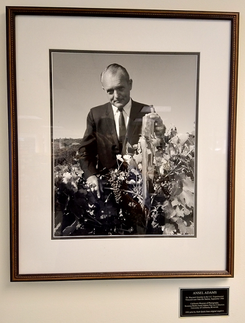 portrait,
Professor Maynard
Amerine