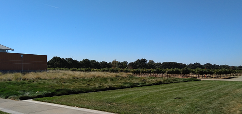 Teaching
Vineyard, adjacent
Mondavi Institute